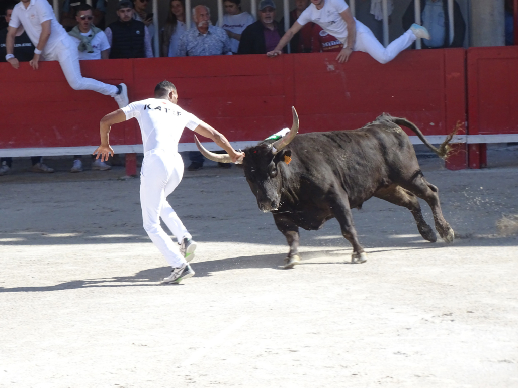 Photo_course_camarguaise_1
