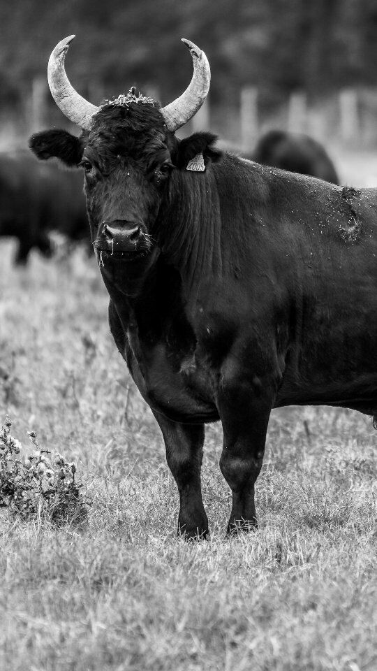 🔥 LA COURSE IMMANQUABLE 🔥

🐂 Plus que 4 jours avant la Royale de la manade Saumade !

🟡🔵🔴 Et qui de mieux qu'Emmanuel Lescot pour nous présenter la course ? 

Vous pourrez admirer :

➡️ Castella, biou d'or 2023 et 2024,

➡️ Vicaire, vainqueur de la finale de la Pescalune 2024, 

➡️ Cobalt, pour son retour en piste

➡️ Sisco, Lugar, Tarquin et Fouchet ouvriront le bal.

🗓️ Rendez-vous le lundi 21 avril à 16H pour cette course événement !

🎟️ Billetterie ⬇️

📩 Sur internet : www.arenesdelunel.fr

📞 Par téléphone : 06 31 13 19 01 et 🏟️ aux guichets des Arènes : 

du lundi au vendredi, de 10h à 13h, et en continu les jours de course. 

🐂 Vraiment IMMANQUABLE ! 🔥

#coursescamarguaises #lunel #arenesdelunel #taureaux #saumade #royale