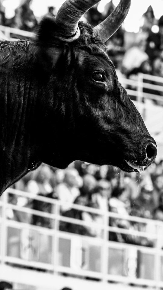 🐂 ROYALE DE LA MANADE SAUMADE 🔥

 🔴🔵🟡Aujourd'hui c'était la première course de la saison dans nos arènes, et quelle course ! 😍

La Royale de la manade Saumade a tenue toutes ses promesses ! Des gros quarts d'heure, sous le soleil, pour le plus grand bonheur de notre public venu en nombre ! 

Merci à tous 🫶🏻

#coursescamarguaises #saumade #lunel #arenesdelunel #castella #vicaire