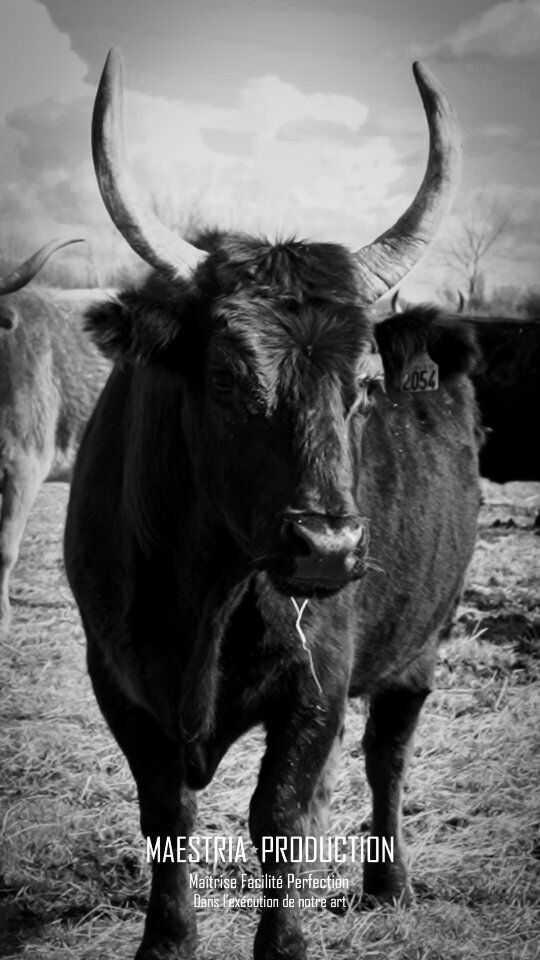 🔥 LA COURSE À NE PAS MANQUER 🔥

🐂 Trophée Patrick Castro - hommage à Frédéric Durand !

Laurent Cavallini nous présente ses taureaux Lichou et Artaban !

Pour rappel, sur cette course événement, vous pourrez admirer 🐂 :

➡️ Fanfan, du Pantaï
➡️ Sacha, de Cyr
➡️ Vizir, de Saumade
➡️ Lichou, de Rambier-Cavallini
➡️ Sohan, de Blatiere-Bessac
➡️ Artaban, de Cavallini
➡️ Apollon, du Rousty

🗓️ Rendez-vous le lundi 9 juin à 17H pour cette course événement !

🎟️ Billetterie ⬇️

🏟️ Guichet ouvert tous les jours de 10h à 13h
📩 Sur internet : www.arenesdelunel.fr
📞 Par téléphone : 06 31 13 19 01

🐂 Impossible de rater ça, non ?

#coursescamarguaises #lunel #arenesdelunel #taureaux