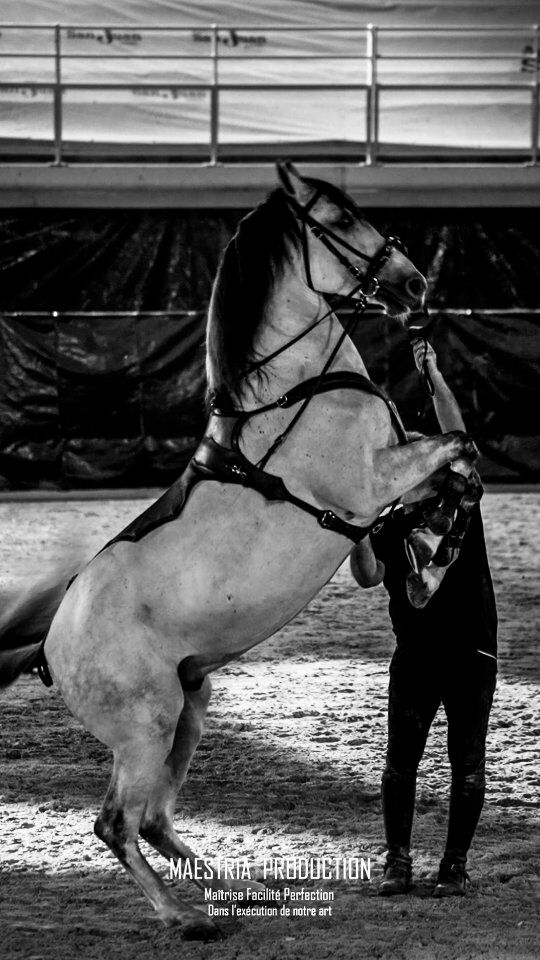 🐎 LA CAVALERIE ENCHANTÉE - 7e ÉDITION 🐎

🔥 DERNIÈRE ÉTAPE AVANT LE SHOW 🔥

Hier soir, c'était répétition générale pour nos artistes avant la nouvelle édition de La Cavalerie Enchantée. 🐴

➡️ Au programme de cette 7e édition : 30 chevaux avec 20 artistes équestres de renommée internationale :
- La compagnie Christophe & Max Hasta Luego 
- La troupe de Laurent Douziech
- Manon & Julien Perrin 
- Max & Corinne Vendrell

📆 Rendez-vous ce soir à 21H

🎫 BILLETTERIE ⬇️
https://www.arenesdelunel.fr/2025-06-14-la-cavalerie-enchantee-samedi-14-juin-2025-21h00/

☎️ 0631131901

🏟️ Aux guichets des arènes entre 10h à 13h

#cavalerie #cavalerieenchantée #lunel #arenesdelunel #hastaluego #douziech