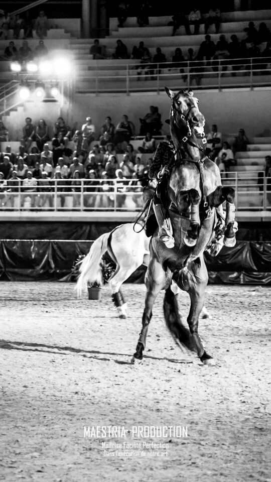 🐴 Hier se tenait la septième édition de la Cavalerie Enchantée ✨

Une soirée remplie de poésie, d'émotions et de prouesses à cheval 🐎

Merci à tous d'être venus admirer le travail des chevaux et des cavaliers 🙏

#arenesdelunel #lunel #cavalerieenchantée #show #showequestre #spectacle #equestrianlife #equestrianshow