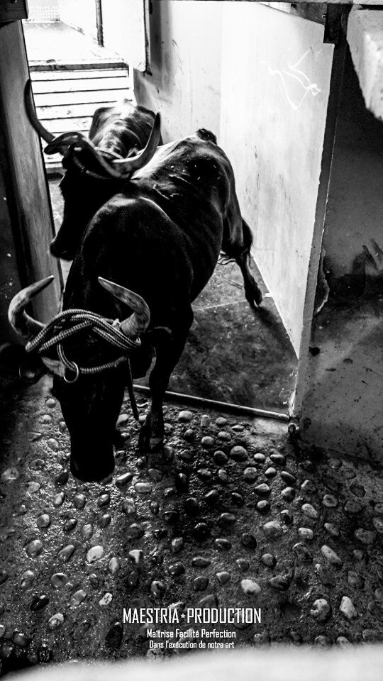 🐂 LES TAUREAUX ONT DÉBARQUÉ 🐂

🔥 La Grande Course du Pescalune, c'est aujourd'hui à 17H30 et les taureaux sont déjà à Lunel !

La course est bel et bien maintenue, et pour le coup, il ne fera pas trop chaud 😂 

🐂 Fuego (Méjanes), Octave (Cuillé), Montego (Laurier), Lucifer (Paulin), Corail (Rouquette), Cobalt (Saumade) et Crey (Cuillé) 

💥 Qu'est ce que vous attendez pour prendre vos places ? 💥

🎫 BILLETTERIE ⬇️
www.arenesdelunel.fr
📱0631131901
➡️ Toute la journée aux guichets des arènes 

#taureaux #coursescamarguaises #lunel #arenesdelunel